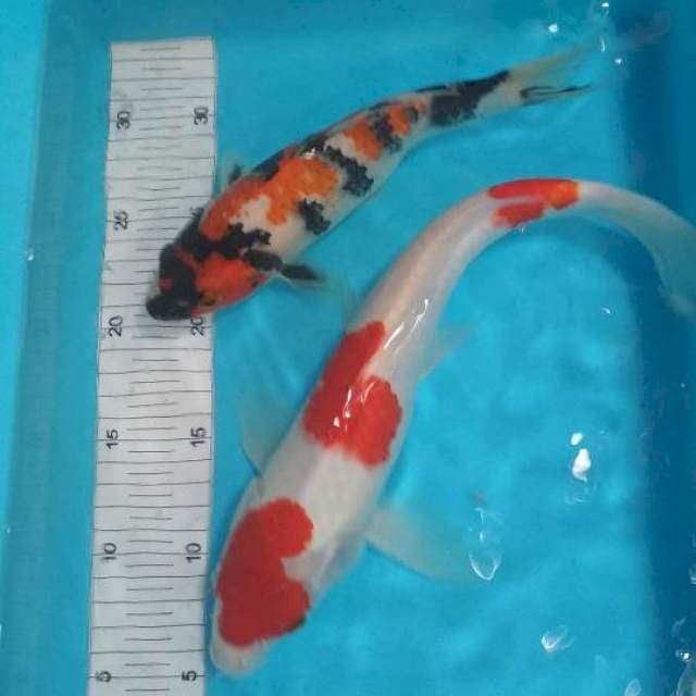 23-32cm