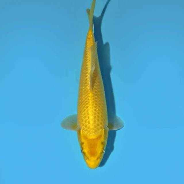 Ogon 21 cm