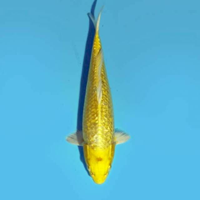 Ogon ginrin 23 cm