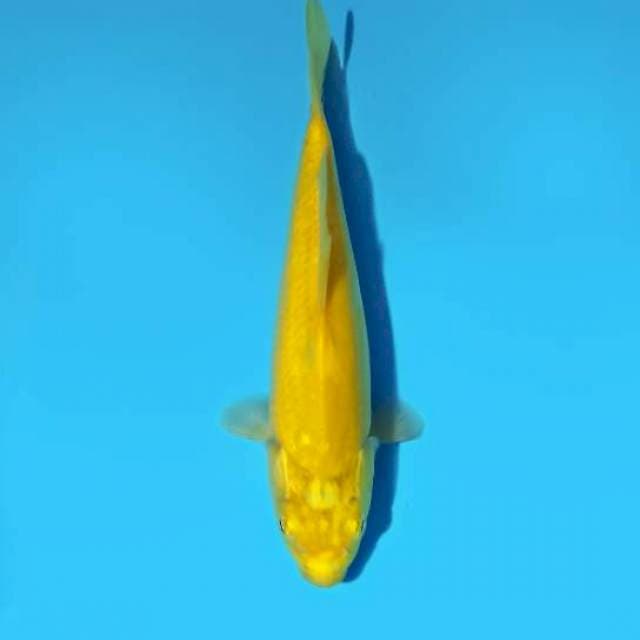 Karashi 21 cm