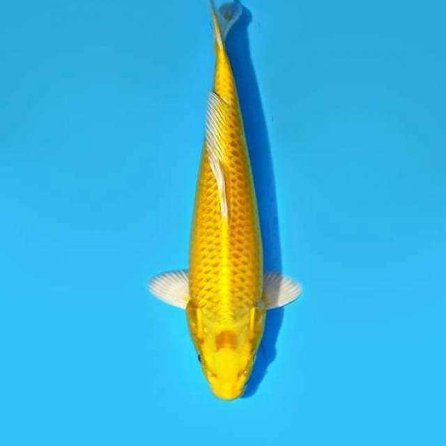 Ogon 24 cm