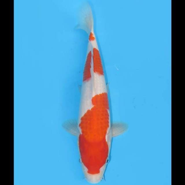 Sandan Kohaku Ori - 25cm Male