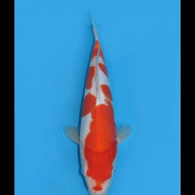 Kohaku Doitsu Murni - 28cm Male