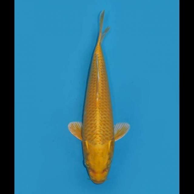 Ogon F1 - 22cm Male
