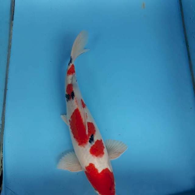 Tsubosumi merah pekat.