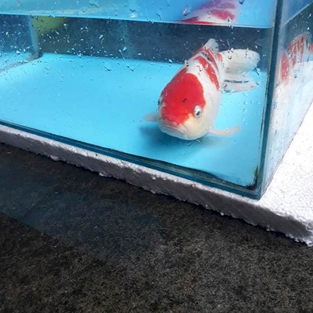 Tsubosumi merah pekat.