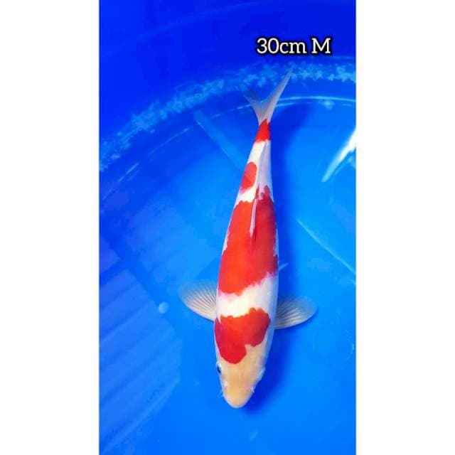 KOHAKU SUPER STRONG 30cm
