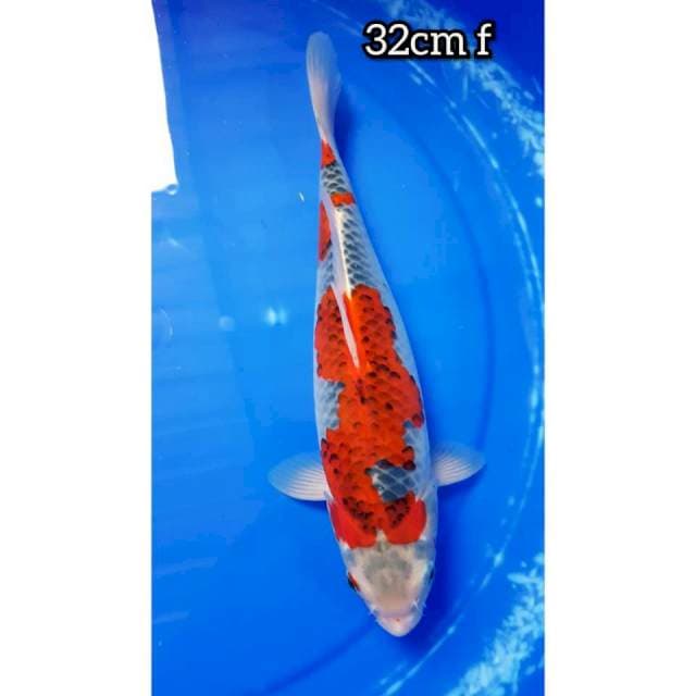 GOSHIKI MERAH 32cm