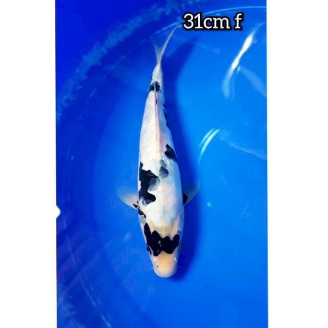 KUMONRYU CAKEP 31cm