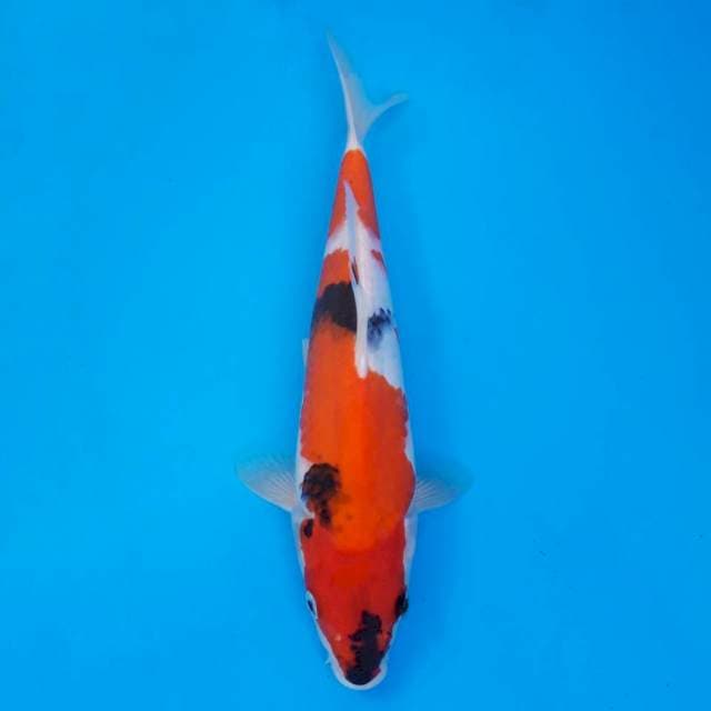 Showa 32cm