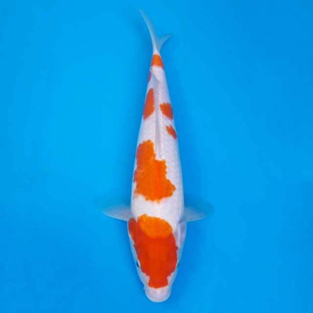 Sakura kohaku 32cm