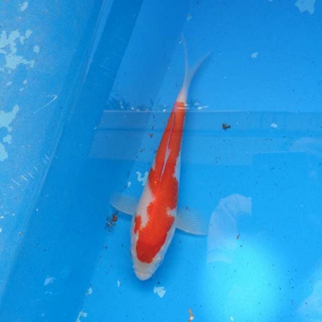 Kohaku