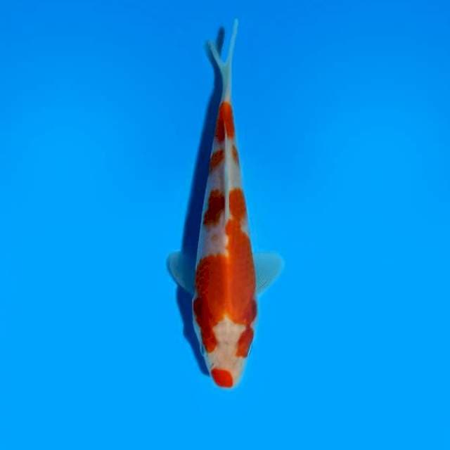 Kohaku 14 cm