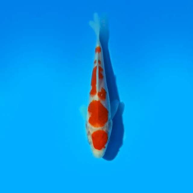 Kohaku 15 cm