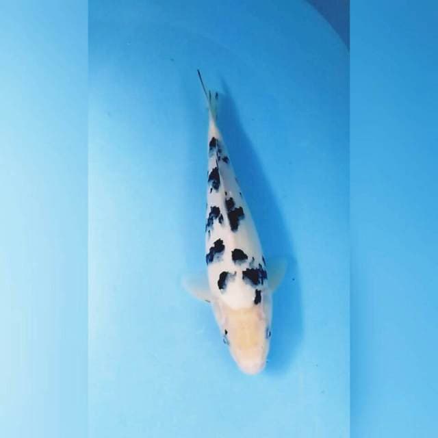 Bekko 33 cm