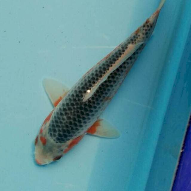 Asagi biru 16cm
