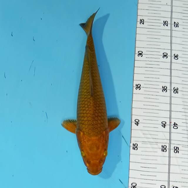ND CHAGO 22CM