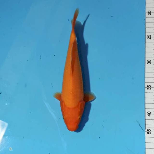 ND CUNIR 22CM