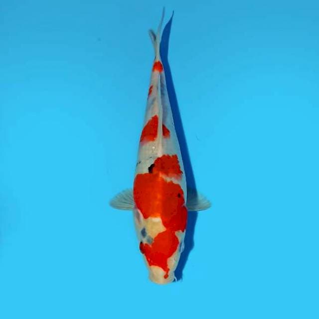 ND RED ORIMEN 26CM