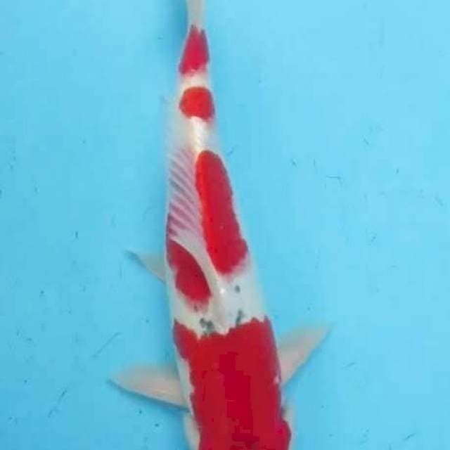 Gosiki