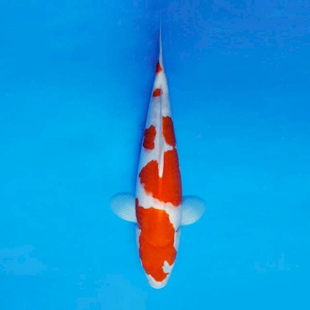 SABU HACHI 8 ~ KOHAKU ™