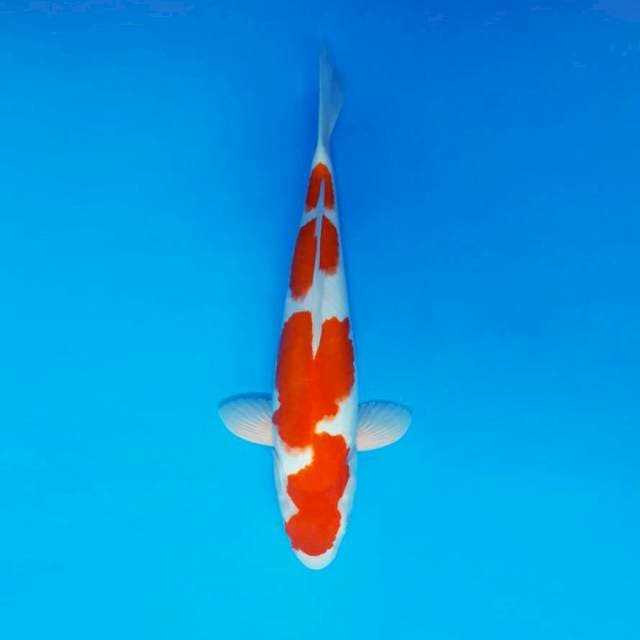 SABU HACHI 11 ~ KOHAKU ™