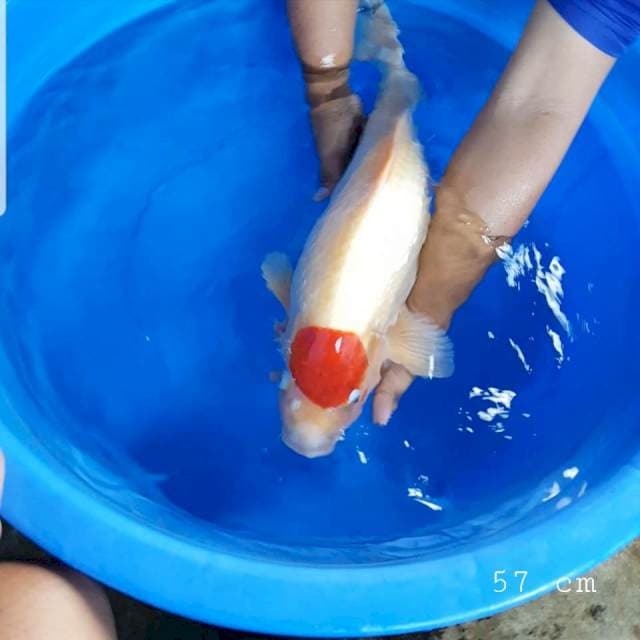 Tancho kohaku 57 cm badan bengkok cocok buat induk