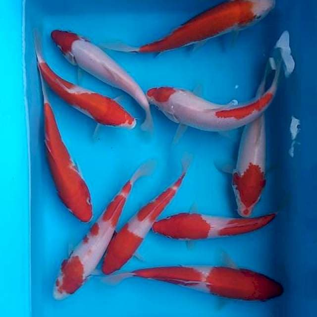 Paket kohaku 10ekor