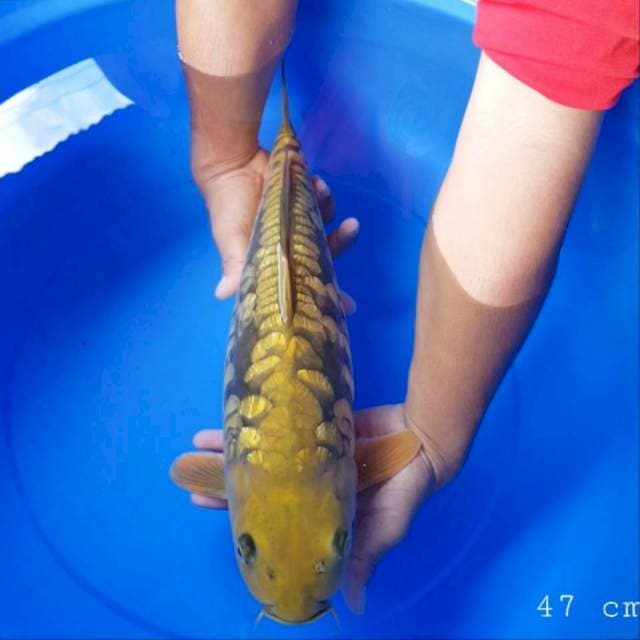 Chagoi aragoke ginrin 47 cm