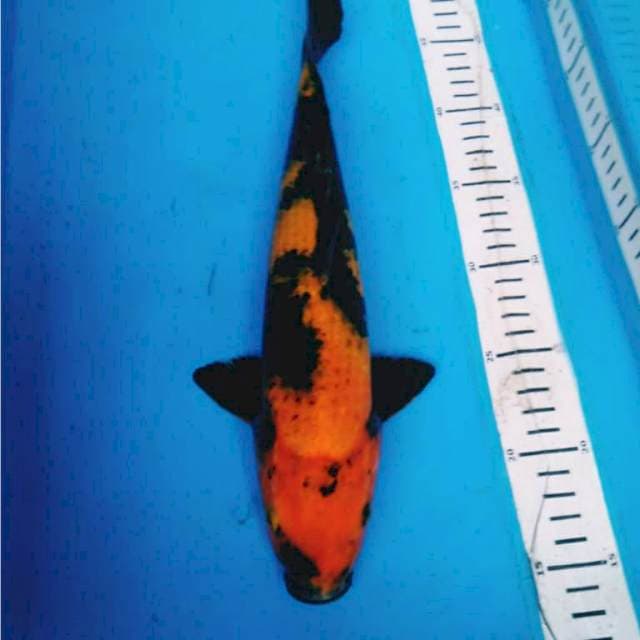 HI UTSURI 32 cm