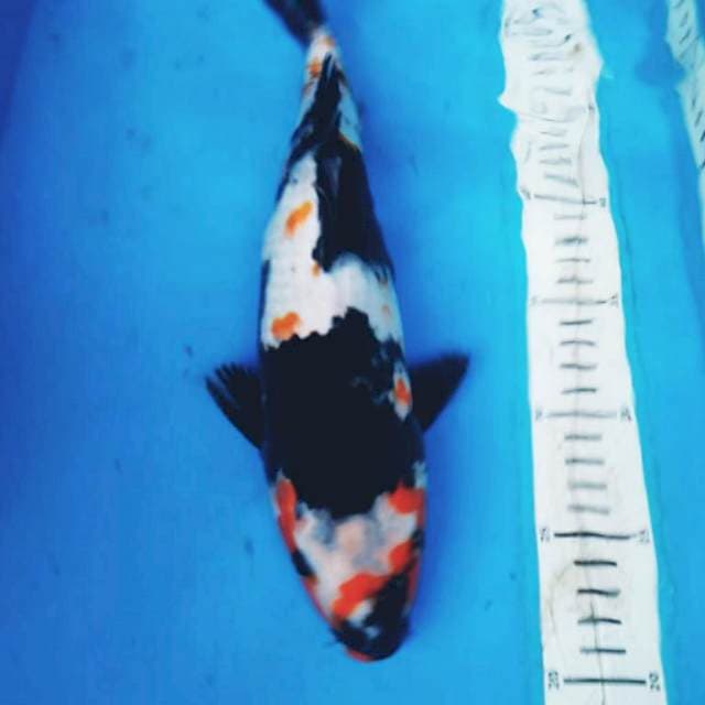 KANOKO SHOWA 33 cm