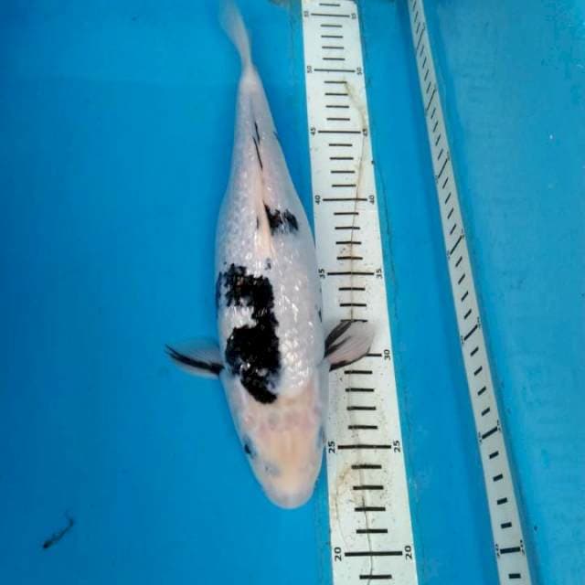 GINRIN SHIRO 32 cm
