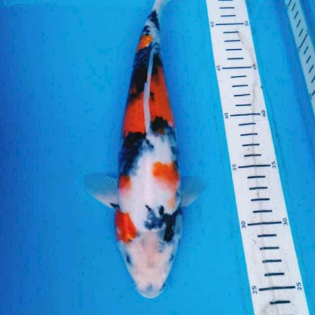 KINDAi SHOWa 30 cm