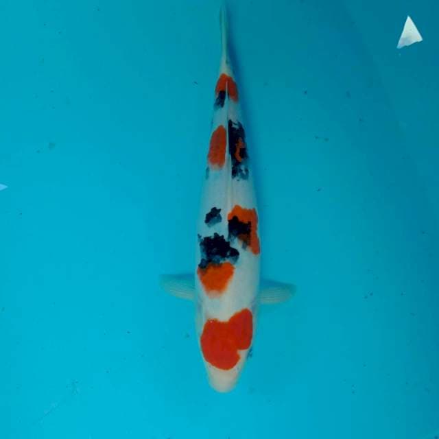 Sanke, male 32 cm