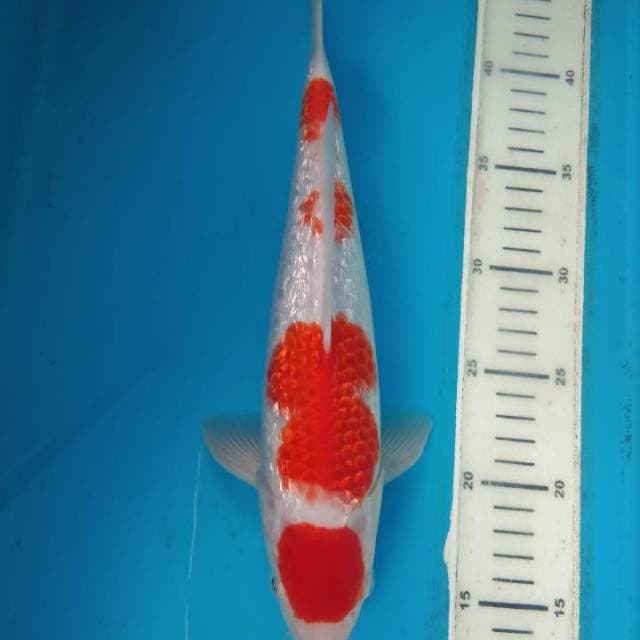 Kohaku full ginrin male 30cm