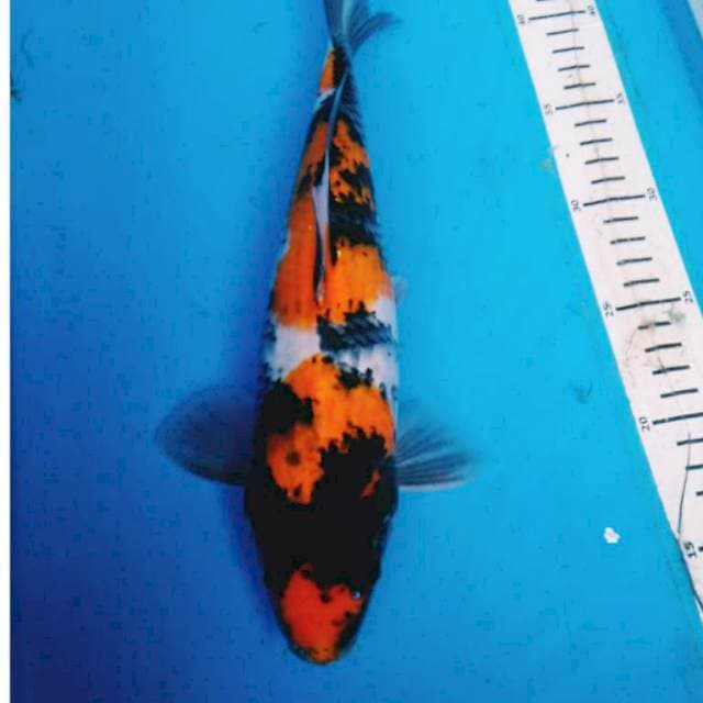 SHOWA 30 cm