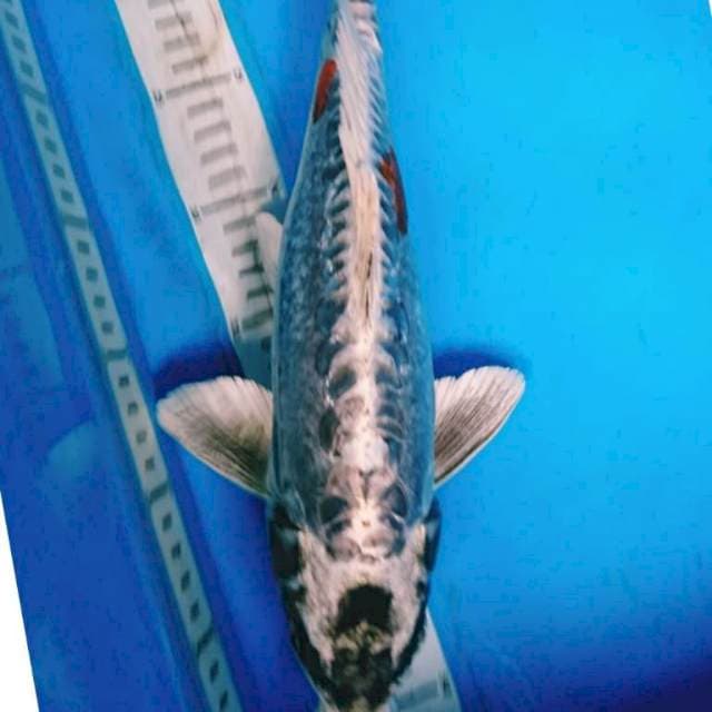 JuMBO KIKOKURYU