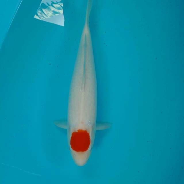 Tancho Kohaku, 38 cm