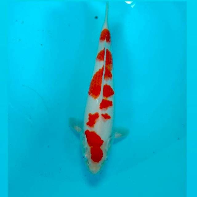 Kohaku, 30 cm