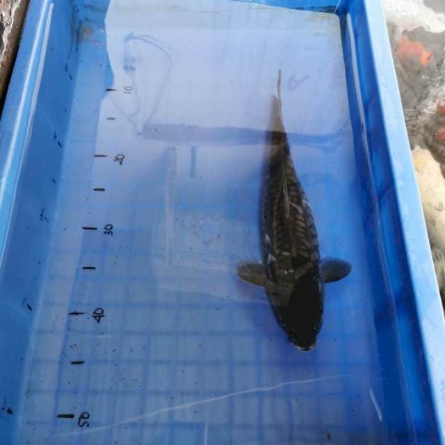 Soragoi sisik gajah 32cm calon jumbo