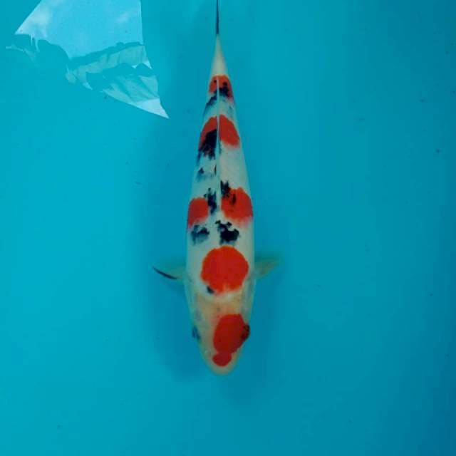 Sanke, male 29 cm