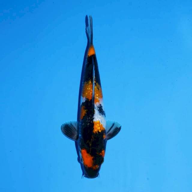 GINRIN SHOWA MALE 25 CM
