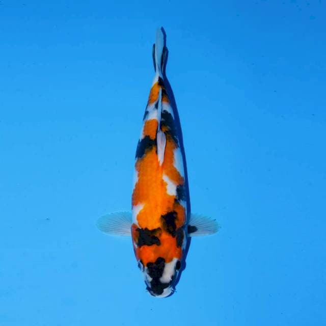 SHOWA SANSHOKU F1 FEMALE 29 CM