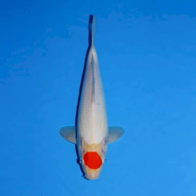 TANCHO KOHAKU ORIGINAL F1 MALE 27 CM