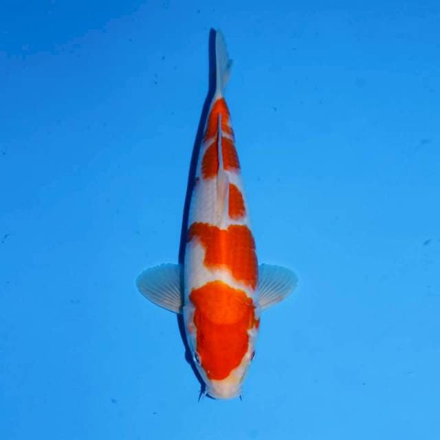 KOHAKU GODAN MALE 25 CM