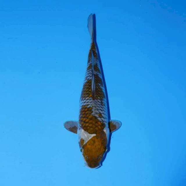 MARUTEN KOHAKU FEMALE 28 CM