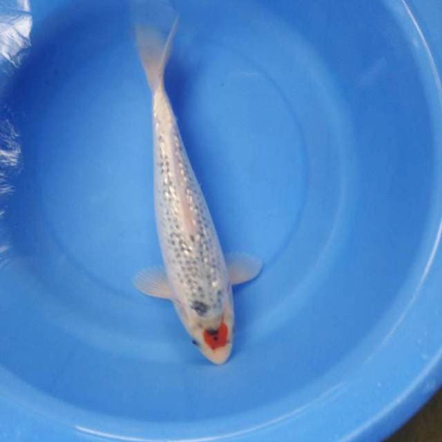 Tancho ghosiki