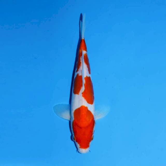 DOITSU SANDAN KOHAKU MALE 23 CM