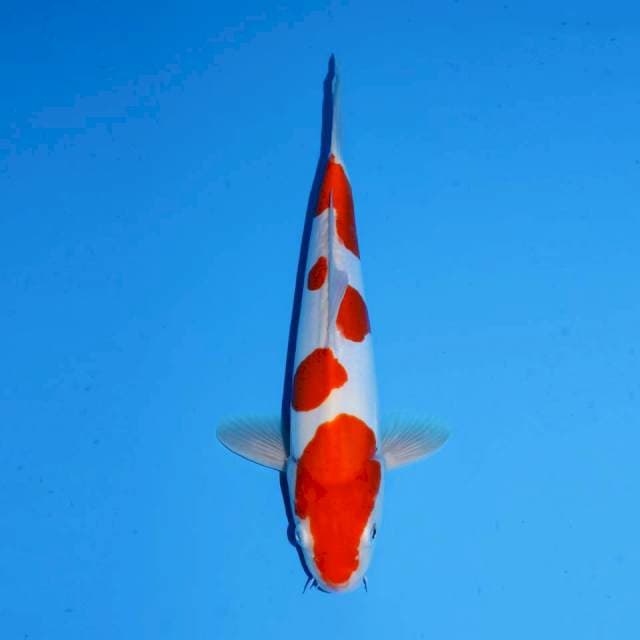 DOITSU KOHAKU SAKURA MALE 30 CM