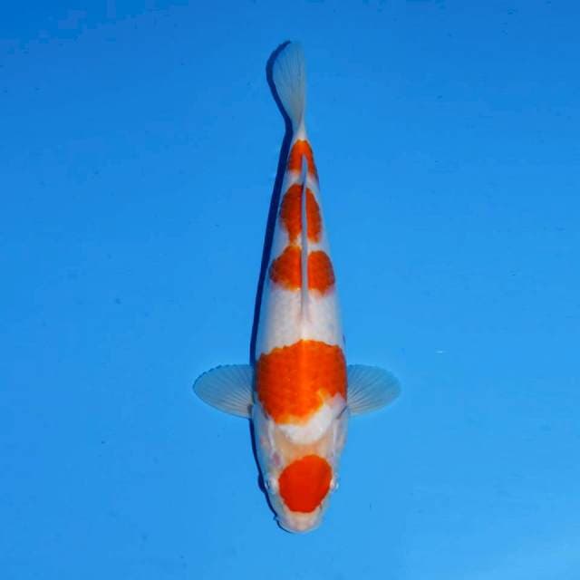 MARUTEN KOHAKU FEMALE 28 CM